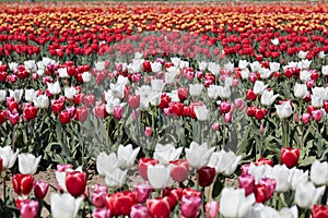 Tulip field with flowers in white, red, pink and yellow colors in spring