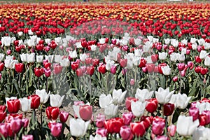 Tulip field with flowers in white, red, pink and yellow colors in spring