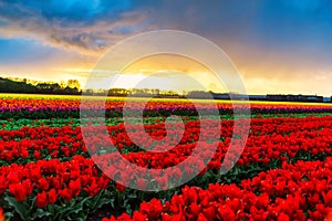 Tulip field adnd old mills in netherland