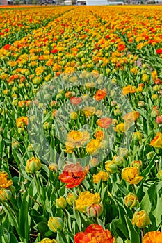 Tulip field in holland