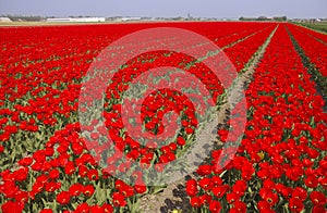 Tulip field in Holland