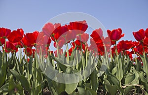 Tulip field in Holland