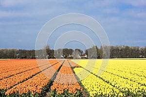 Tulip field, Holland