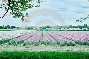 Tulip field, Holland. Colorful flowers in the spring.