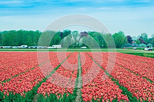 Tulip field, Holland. Colorful flowers in the spring.