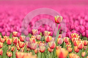 A tulip field in Holland with one tulip standing out from the others