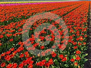 Tulip field in holland on a sunny day