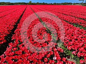 Tulip field in holland on a sunny day