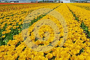 Tulip field in holland on a sunny day