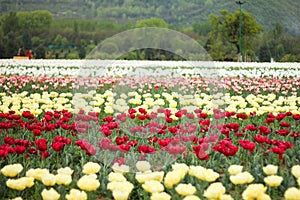 Tulip field in kashmir, india