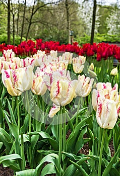 Tulip field - Keukenhof flower park, Holland, Netherlands