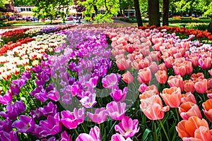 Tulip field in Keukenhof Gardens, Lisse, Netherlands