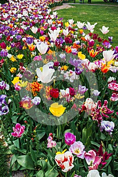 Tulip field in Keukenhof Gardens, Lisse, Netherlands