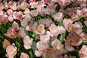 Tulip field in Keukenhof Gardens, Lisse, Netherlands