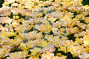 Tulip field in Keukenhof Gardens, Lisse, Netherlands