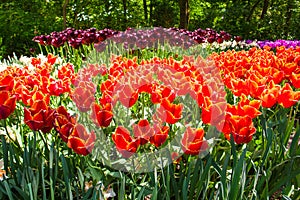 Tulip field in Keukenhof Gardens, Lisse, Netherlands