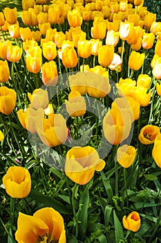 Tulip field in Keukenhof Gardens, Lisse, Netherlands