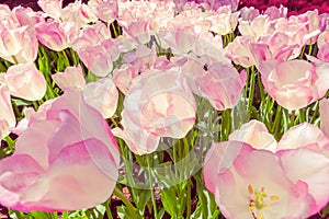 Tulip field in Keukenhof Gardens, Lisse, Netherlands