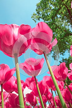 Tulip field in Keukenhof Gardens, Lisse, Netherlands