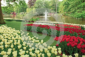 Tulip field in Keukenhof Gardens, Lisse, Netherlands