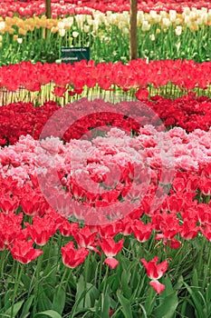 Tulip field in Keukenhof Gardens, Lisse, Netherlands