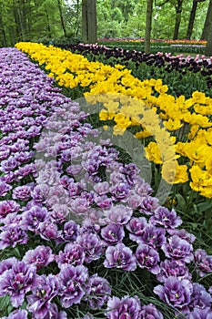 Tulip field in Keukenhof Gardens, Lisse, Netherlands