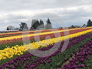 Tulip Field in La Conner USA