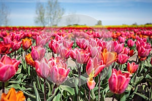 Tulip field landscape in spring flowers in bloom.