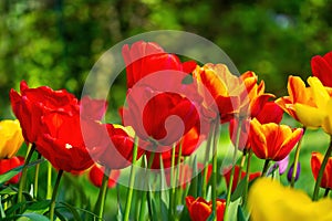 In the multicolor Tulip Field photo