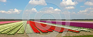 Tulip field with multi colours, Zeewolde.