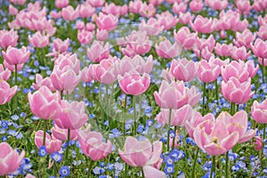 Tulip field in Nabana no sato garden, Japan