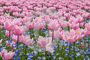 Tulip field in Nabana no sato garden, Japan