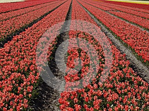 Tulip field near Lisse, South Holland