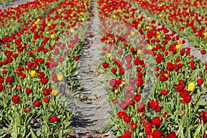 tulip field in the Netherlands