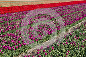 tulip field in the Netherlands