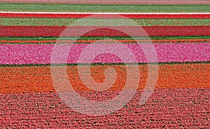 Tulip field in The Netherlands