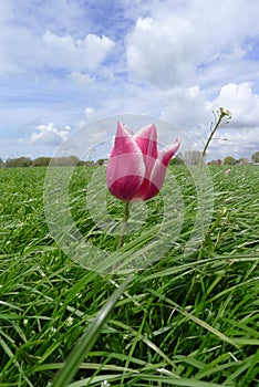 Tulip in field