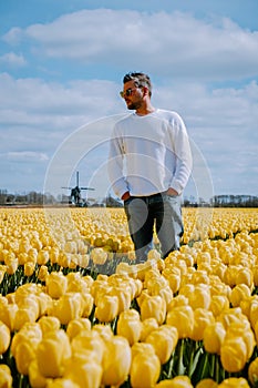 Tulip field in The Netherlands, colorful tulip fields in Flevoland Noordoostpolder Holland, Dutch Spring views