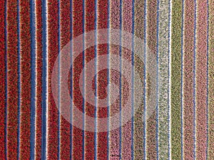 Tulip field in The Netherlands, colorful tulip fields in Flevoland Noordoostpolder Holland, Dutch Spring views