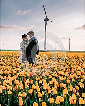 Tulip field in The Netherlands, colorful tulip fields in Flevoland Noordoostpolder Holland, Dutch Spring views