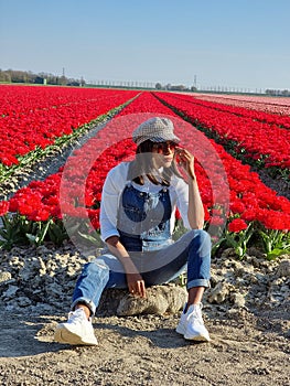 Tulip field in The Netherlands, colorful tulip fields in Flevoland Noordoostpolder Holland, Dutch Spring views