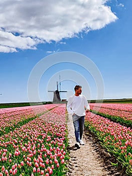 Tulip field in The Netherlands, colorful tulip fields in Flevoland Noordoostpolder Holland, Dutch Spring views