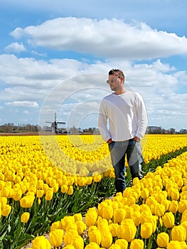 Tulip field in The Netherlands, colorful tulip fields in Flevoland Noordoostpolder Holland, Dutch Spring views