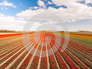 Tulip field in The Netherlands, colorful tulip fields in Flevoland Noordoostpolder Holland, Dutch Spring views