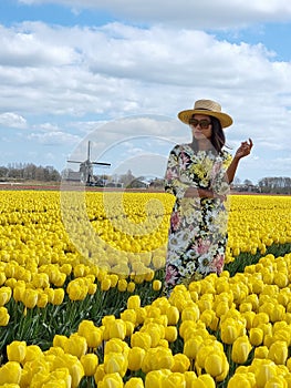 Tulip field in The Netherlands, colorful tulip fields in Flevoland Noordoostpolder Holland, Dutch Spring views