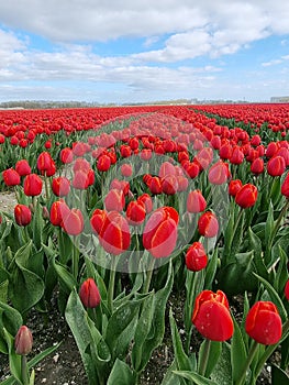 Tulip field in The Netherlands, colorful tulip fields in Flevoland Noordoostpolder Holland, Dutch Spring views