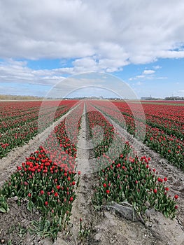 Tulip field in The Netherlands, colorful tulip fields in Flevoland Noordoostpolder Holland, Dutch Spring views