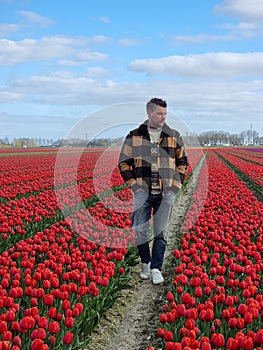 Tulip field in The Netherlands, colorful tulip fields in Flevoland Noordoostpolder Holland, Dutch Spring views