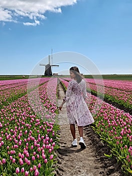 Tulip field in The Netherlands, colorful tulip fields in Flevoland Noordoostpolder Holland, Dutch Spring views