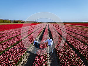 Tulip field in The Netherlands, colorful tulip fields in Flevoland Noordoostpolder Holland, Dutch Spring views